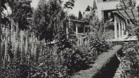 Black and white photo of an unruly garden with lots of plants